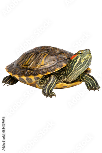 close-up photograph of a red-eared slider turtle basking in the sun with detailed shell patterns and vibrant coloration, perfect for nature blogs.