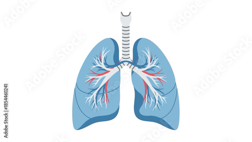 Detailed anatomical illustration of human lungs with bronchial tree