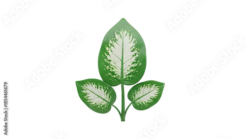 3D Dieffenbachia leaves with white and green variegation on transparent background