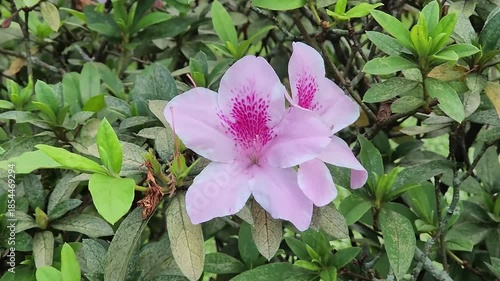 Beautiful pink flower in full bloom amidst green lush foliage. Vibrant purple flower blossoming surrounded by green plants. Close-up shot of a beautiful pink flower surrounded by leaves.