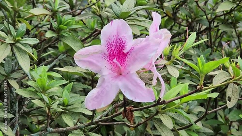 Close-up of a beautiful pink flower blooming in a garden. Vibrant pink flower with delicate petals amidst green foliage. Fresh pink flower in bloom with lush greenery in the background.