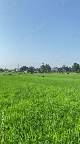 Lush Green Rice Field Under Clear Blue Sky with Distant House and Trees