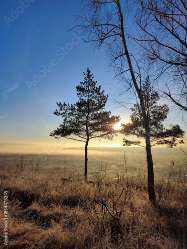 Winter sunrise over frosty forest with stunning blue sky and silhouetted trees