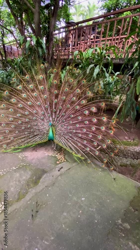 Peacock Displaying Its Colorful Feathers in a Garden Setting with Natural Lighting