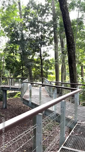 Elevated Viewing Platform in Dense Forest Surrounded by Tall Trees and Green Foliage