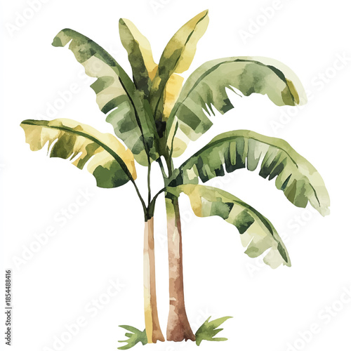 Watercolor Banana Tree Illustration Tropical Foliage and Botanical Art.