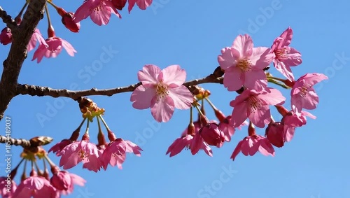 Pink cherry blossoms blooming on a graceful branch against a clear blue sky for a spring renewal concept and delicate natural beauty