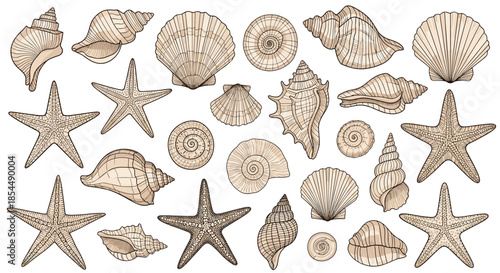 Vintage-style engraved illustration set featuring a diverse collection of detailed seashells, starfish, and other marine life specimens.