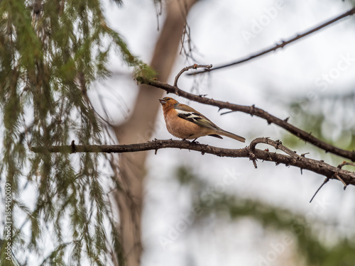 Common chaffinch, Fringilla coelebs, sits on a branch in spring on green background. Common chaffinch in wildlife.