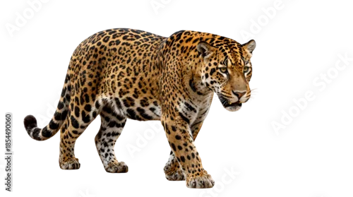 Fototapeta na wymiar Majestic jaguar walking forward isolated