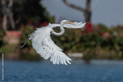 Tableau sur toile La belleza del vuelo de una garza