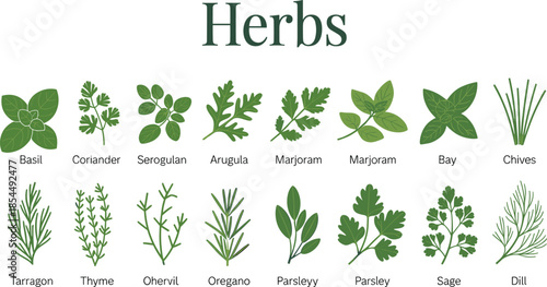 Herbs collection illustration, culinary herb leaves set, basil parsley rosemary thyme dill oregano sage, botanical vector icons, cooking ingredients, organic kitchen garden, flat design