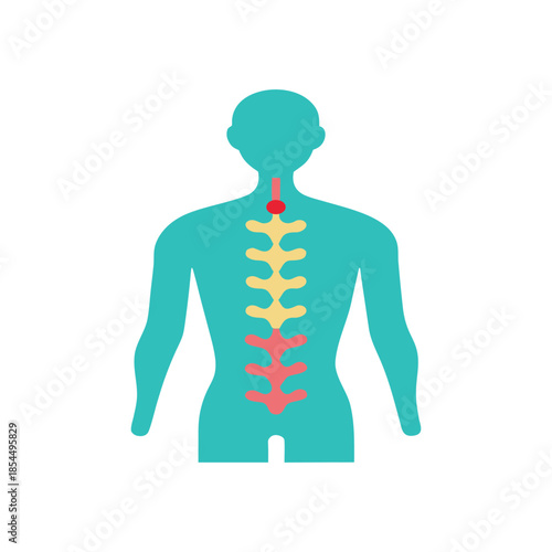 Human Spine Glowing With Biotech Nerve Regeneration