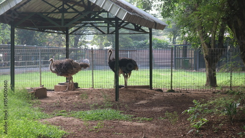 Ostriches Standing Inside a Fenced Enclosure in an Outdoor Area.