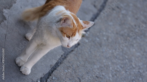 Playful ginger and white cat exploring the outdoors on a sunny day