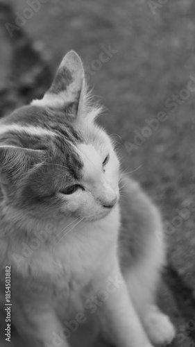 Elegant Cat in Black and White, Captured Close Up with Soft Focusing Effects