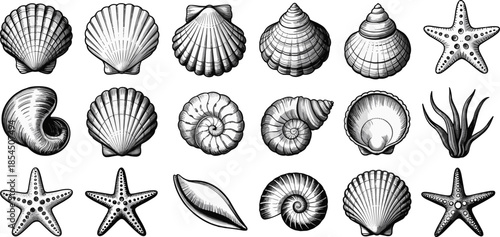 Sea shell and starfish engraved illustration set, marine ocean life elements collection, vintage style, cad drawing flat vector illustration