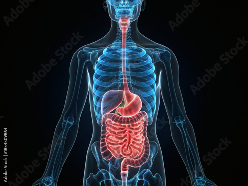 Human Digestive System Anatomy Illustration for Medical Education