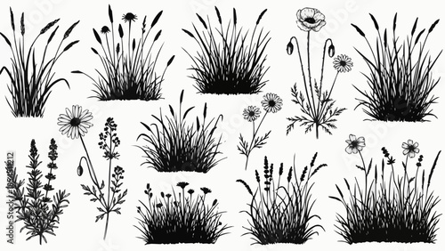 Black and White Illustration of Various Grasses.