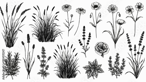 Collection of Various Black and White Plants.