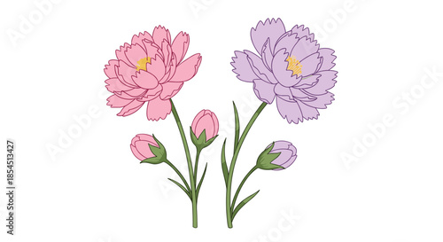 Elegant hand drawn illustration of two blooming pink and purple cosmos flowers with green stems and buds on a white background.