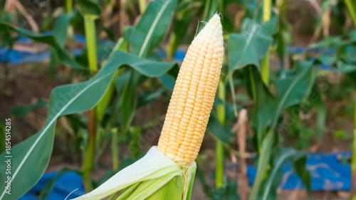 Close-up shot of a ripe corn cob with green leaves in a field during daytime.