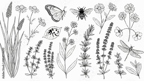 Collection of Hand Drawn Insects and Flowers.