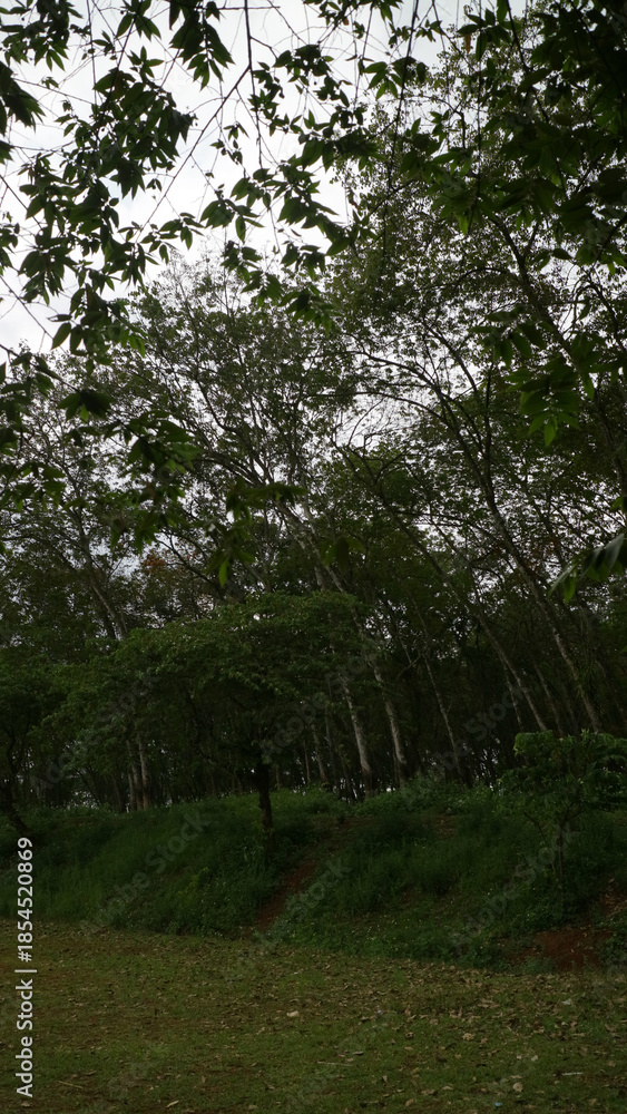 Fototapeta premium Lush green forest with tall trees and dense foliage under cloudy sky.