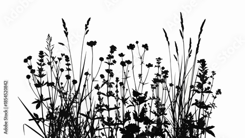 Silhouette of Wildflowers and Grasses Against White.