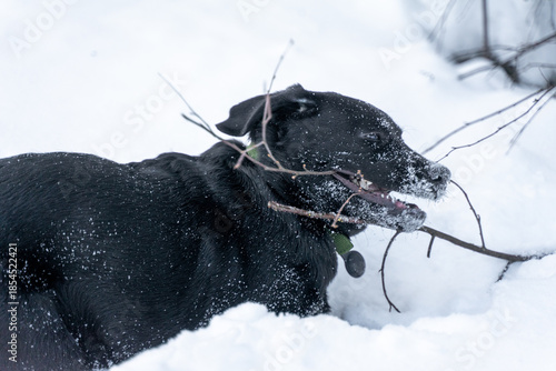 Foto A Labrador puppy is actively gnawing on protruding branches from the snow