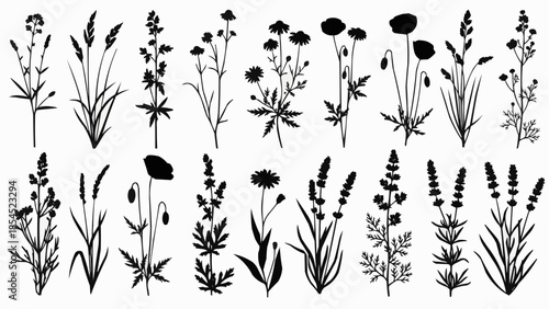 Black and White Wildflowers and Weeds Illustration.