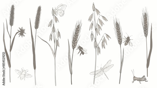 Detailed Botanical Illustration of Wild Grasses and Insects.