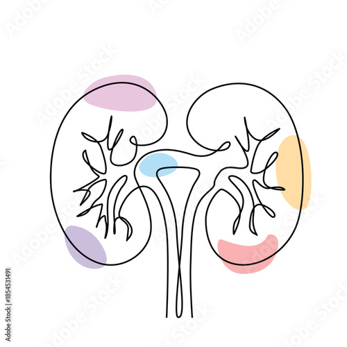 Kidney one line drawing. Kidney single line illustration. Kidney minimalist line art. Kidney vector art