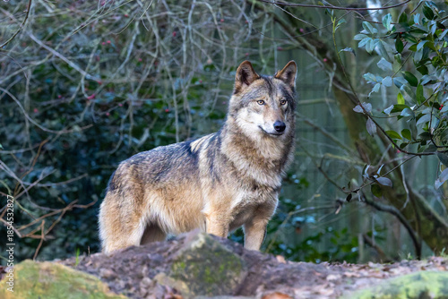 Ein Wolf steht am Waldrand in der Seitenansicht