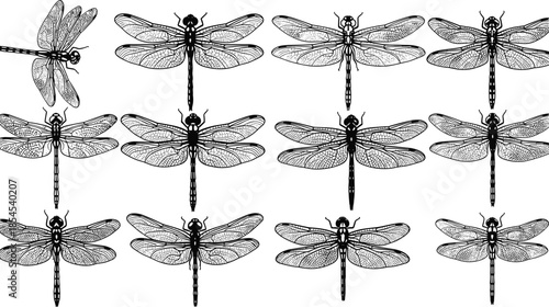 Detailed dragonfly silhouettes with transparent patterned wings isolated on white background, realistic insect vector illustration set for nature, wildlife and design