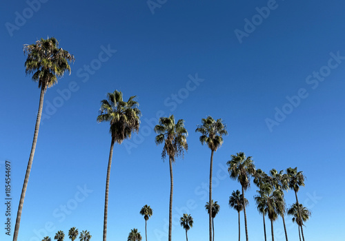 Tall California fan palm trees and blue sky in Santa Barbara on a warm December day