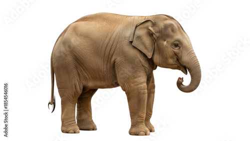 Canvas Print Adorable baby elephant PNG isolated on transparent background, cute animal with