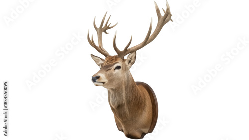 Tableau sur toile Majestic red deer head isolated PNG on transparent background, taxidermy mount w