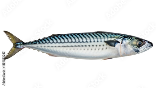 Cuadro en lienzo Atlantic mackerel isolated PNG, fresh raw fish with blue and silver stripes on t