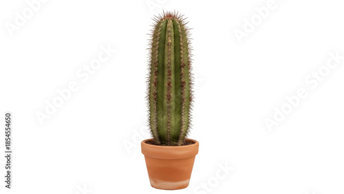Φωτογραφία Green cactus in terracotta pot isolated PNG, spiky succulent plant for desert fl