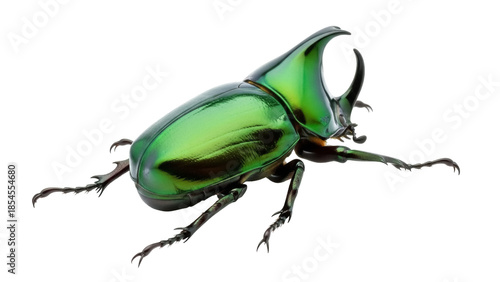 Tablou pe pânză Brilliant green rhinoceros beetle PNG isolated on transparent background, exotic
