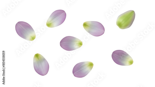 Delicate flower petals PNG isolated on transparent background, light purple and green floral elements for spring designs and wedding invitations