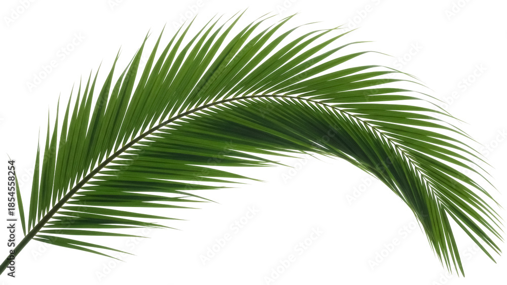 Obraz premium Green palm leaf PNG isolated on transparent background, tropical foliage cutout for summer design and exotic vacation themes