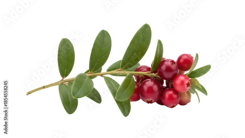 Lingonberry branch with red berries isolated PNG, vibrant fruit cluster on transparent background for healthy eating and natural food concepts