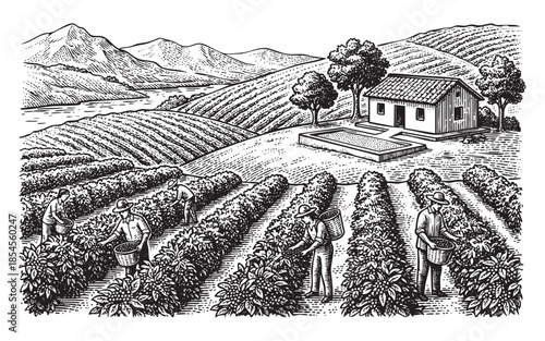 Tea or Coffee Plantation Landscape with Workers Engraving Illustration