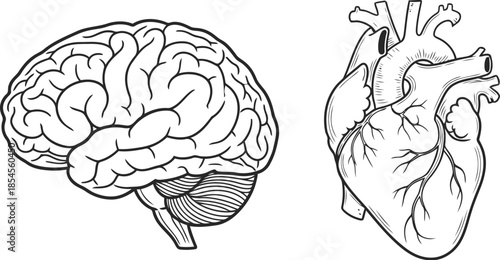 Detailed illustration of human brain and heart anatomical drawings