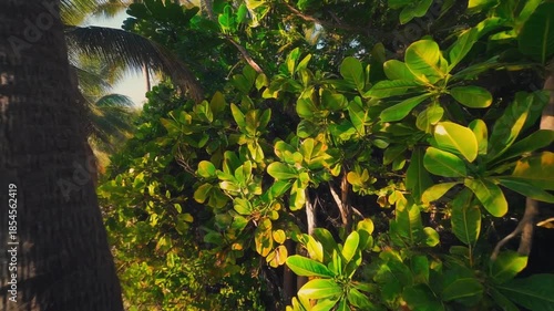 green leaves in the forest