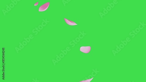 Falling Sakura Cherry Blossom Leaves Green Screen Video.