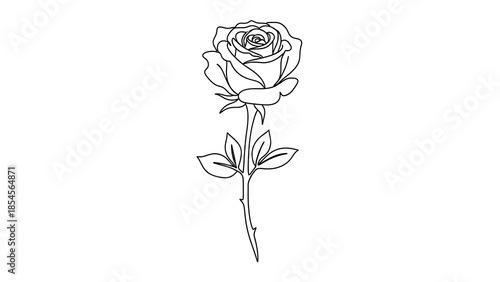 Single rose stem line drawing