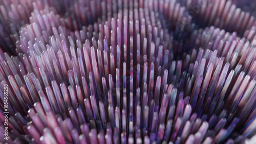 purple flower background